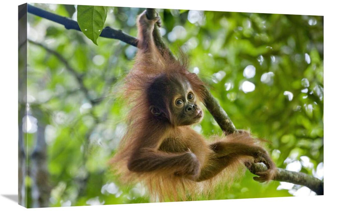 Sumatran Orangutan nine month old baby playing in tree, north Sumatra, Indonesia-Canvas Art-30x20