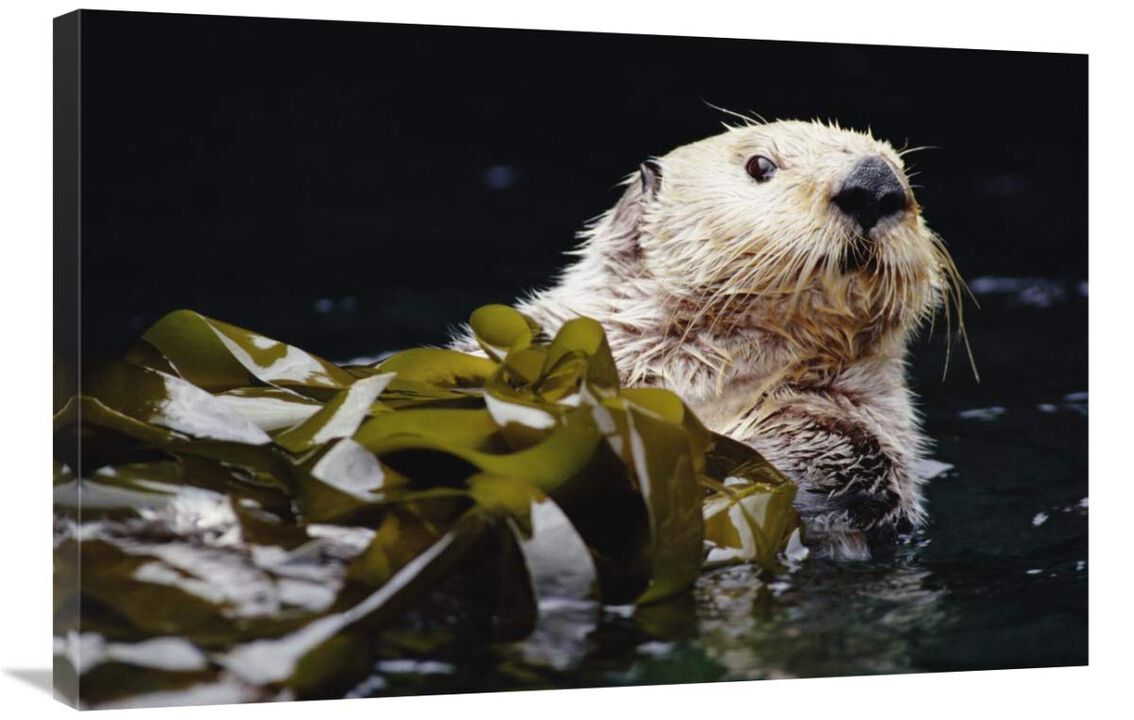 Sea Otter portrait in Kelp, Pacific coast, North America-Canvas Art-36x24
