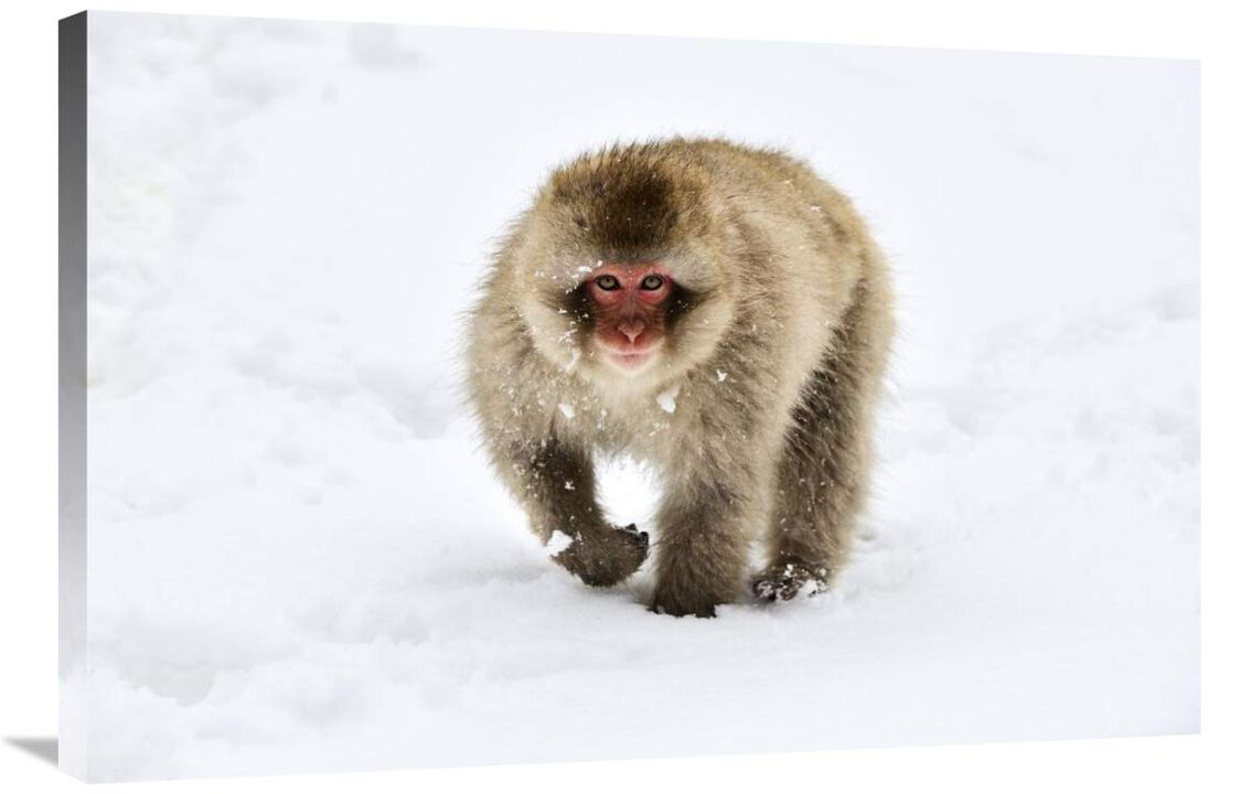 Japanese Macaque walking through the snow, Jigokudani Joshinetsu Kogen National Park, Japan-Canvas Art-36x24
