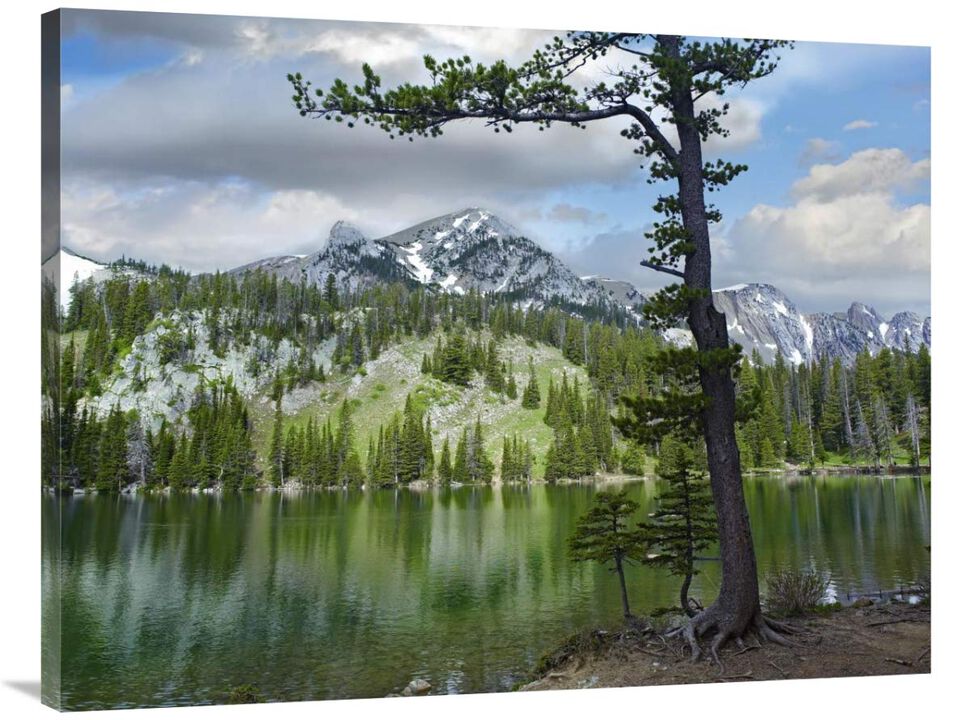 Pine trees reflected in Fairy Lake, Montana-Canvas Art-40x30