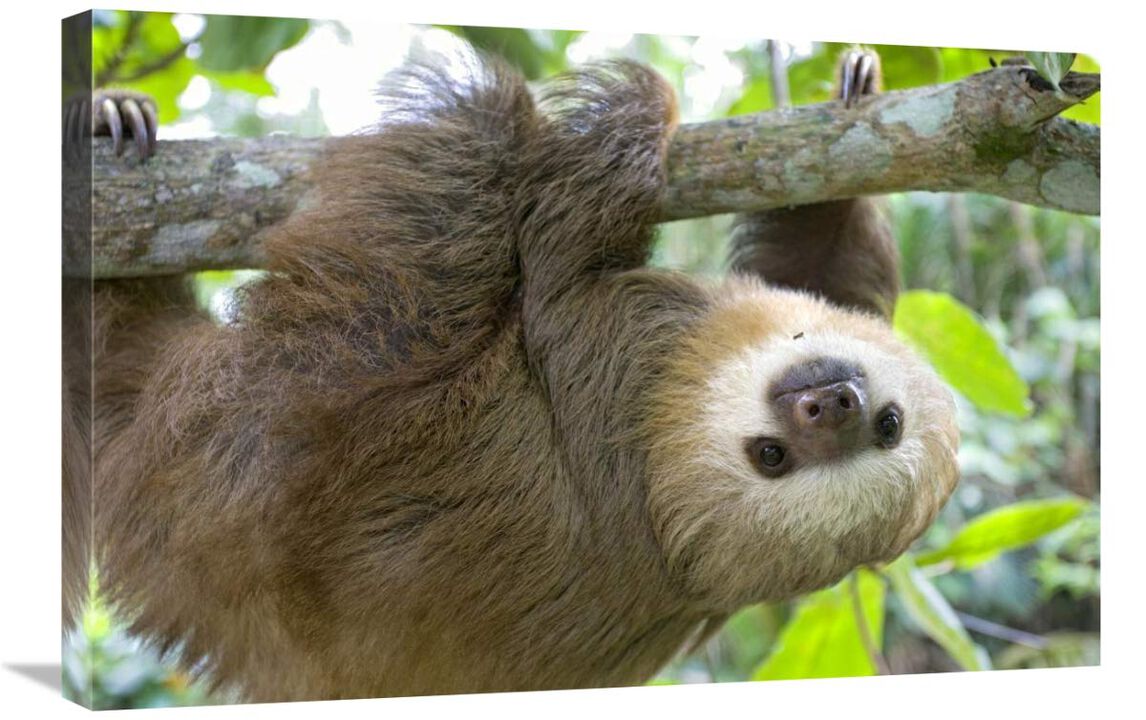 Hoffmanns Two-toed Sloth six month old orphan in tree, Aviarios Sloth Sanctuary, Costa Rica-Canvas Art-30x20