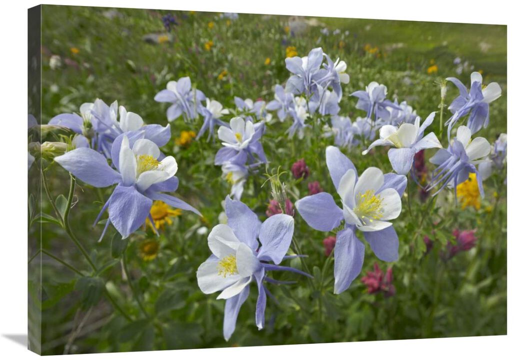 Colorado Blue Columbine flowers, American Basin, Colorado-Canvas Art-32x24