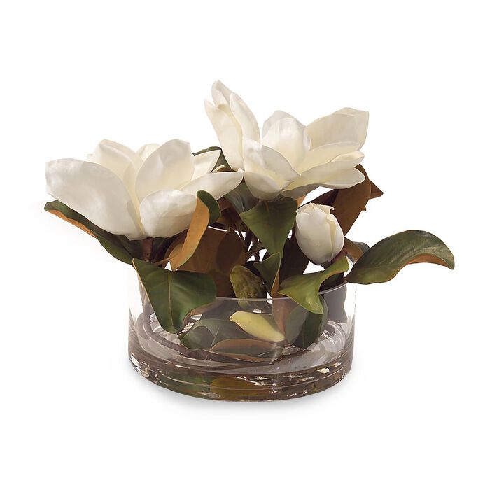 Magnolia Grandiflora