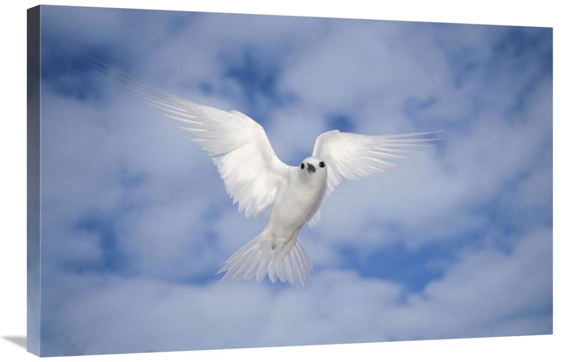 White Tern also known as Fairy Tern, hovering in search of nest site, Midway Atoll, Hawaii-Canvas Art-36x24