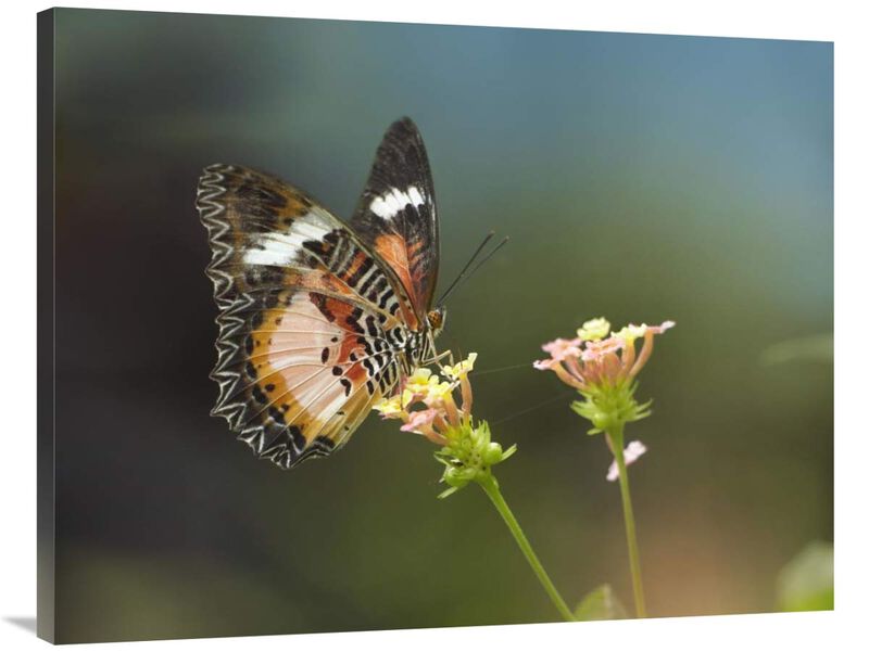 Nymphalid Butterfly feeding on flower nectar, native to Asia-Canvas Art-40x30