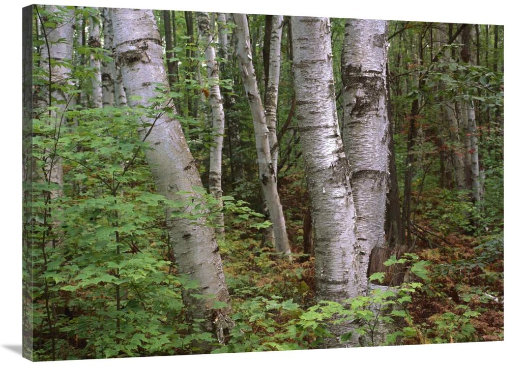 Birch forest, Pictured Rocks National Lakeshore, Michigan-Canvas Art-40x30