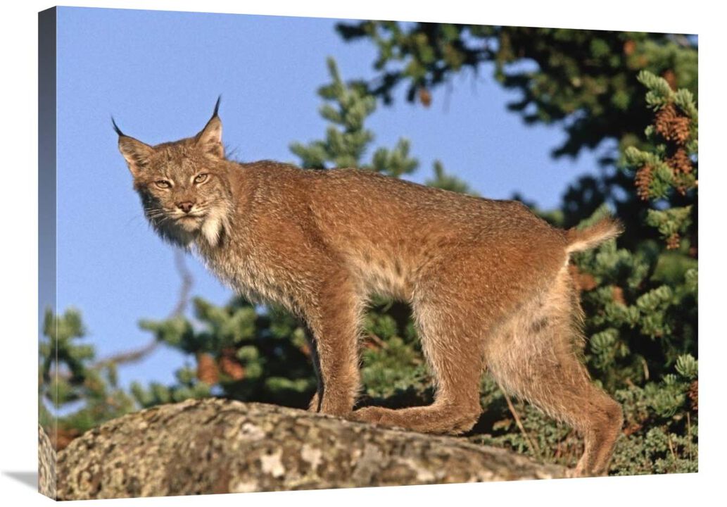 Canada Lynx climbing on rock, North America-Canvas Art-32x24