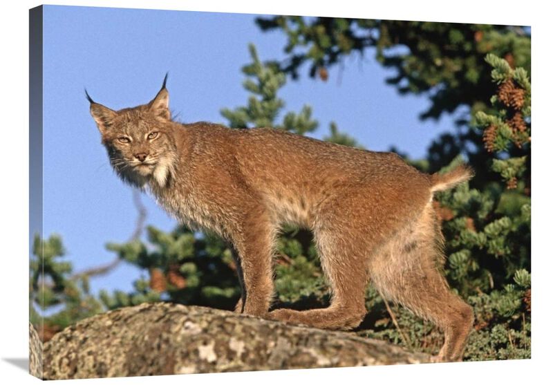 Canada Lynx climbing on rock, North America-Canvas Art-32x24