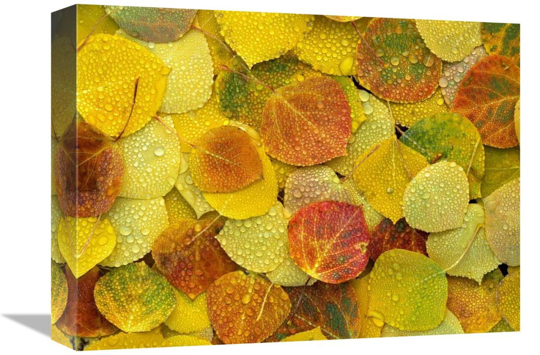 Fallen autumn colored Aspen leaves on the ground covered in dew droplets, Colorado-Canvas Art-16x12