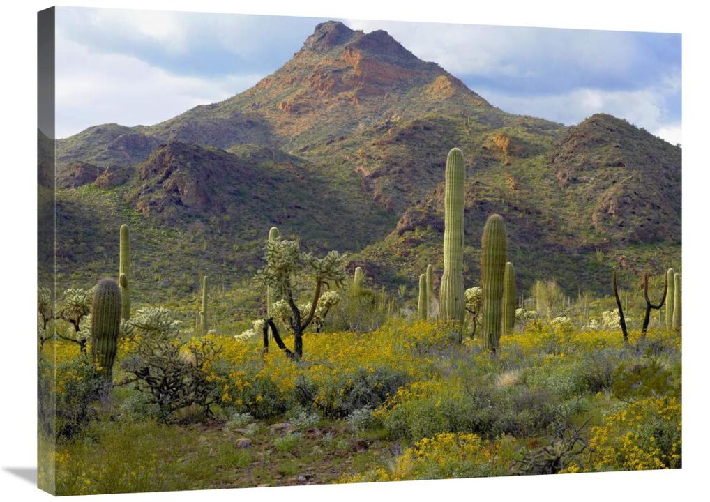 Saguaro and Teddybear Cholla amid flowering Lupine and California Brittlebush-Canvas Art-32x24