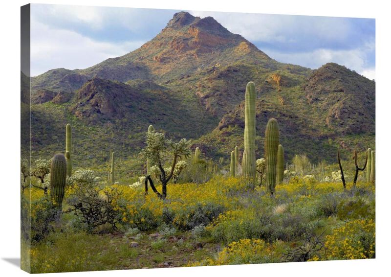 Saguaro and Teddybear Cholla amid flowering Lupine and California Brittlebush-Canvas Art-32x24