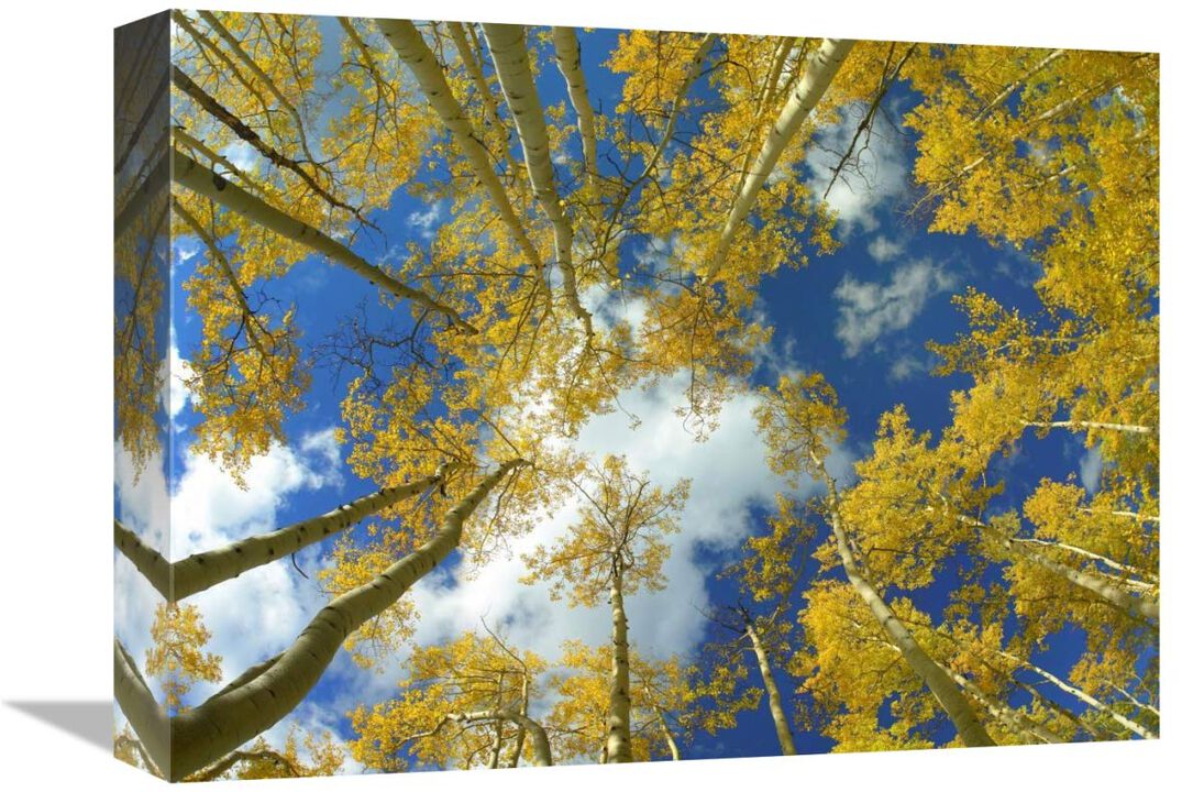 Looking up at blue sky through a canopy of fall colored Aspen trees, Colorado-Canvas Art-16x12