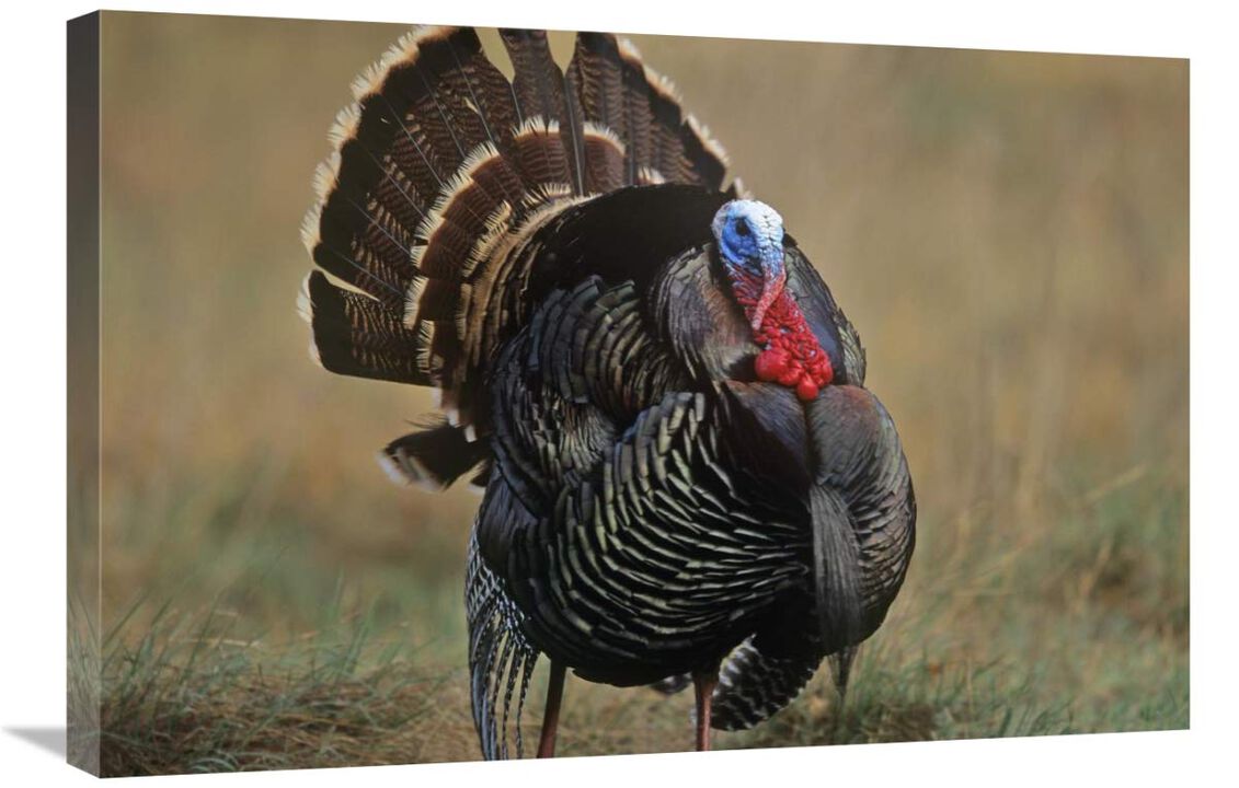 Wild Turkey male, North America-Canvas Art-30x20
