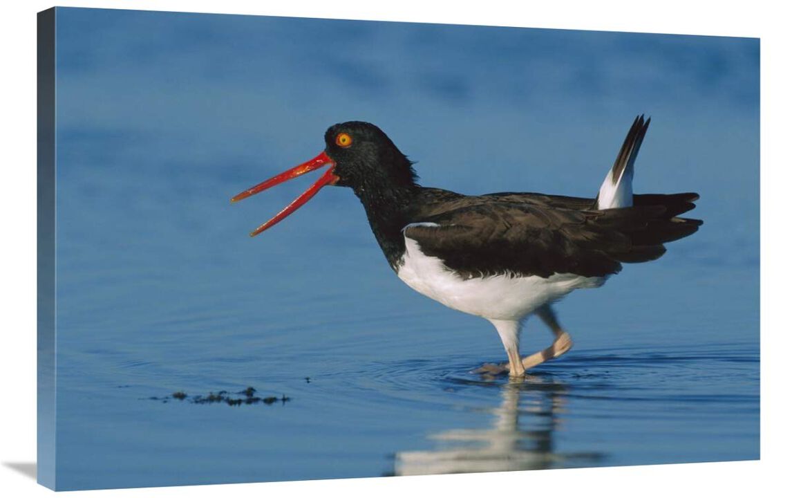 American Oystercatcher wading, North America-Canvas Art-36x24
