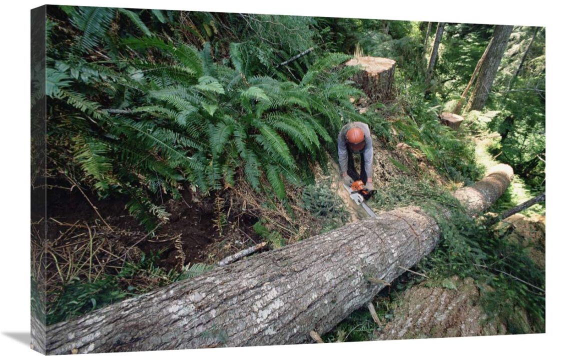 Loggers clear cutting temperate rainforest, Pacific coast, North America-Canvas Art-30x20