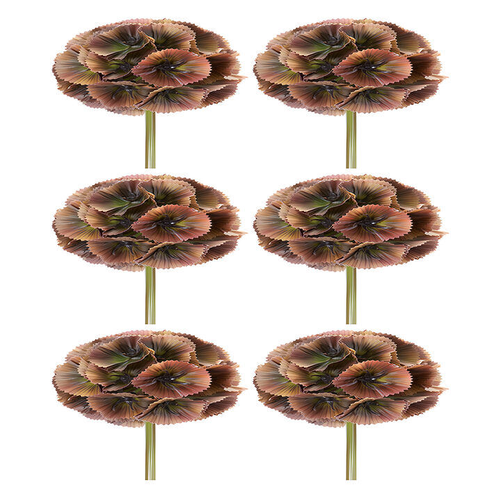 Set of 6 Floral Pods for Crafting and Home Décor Arrangements