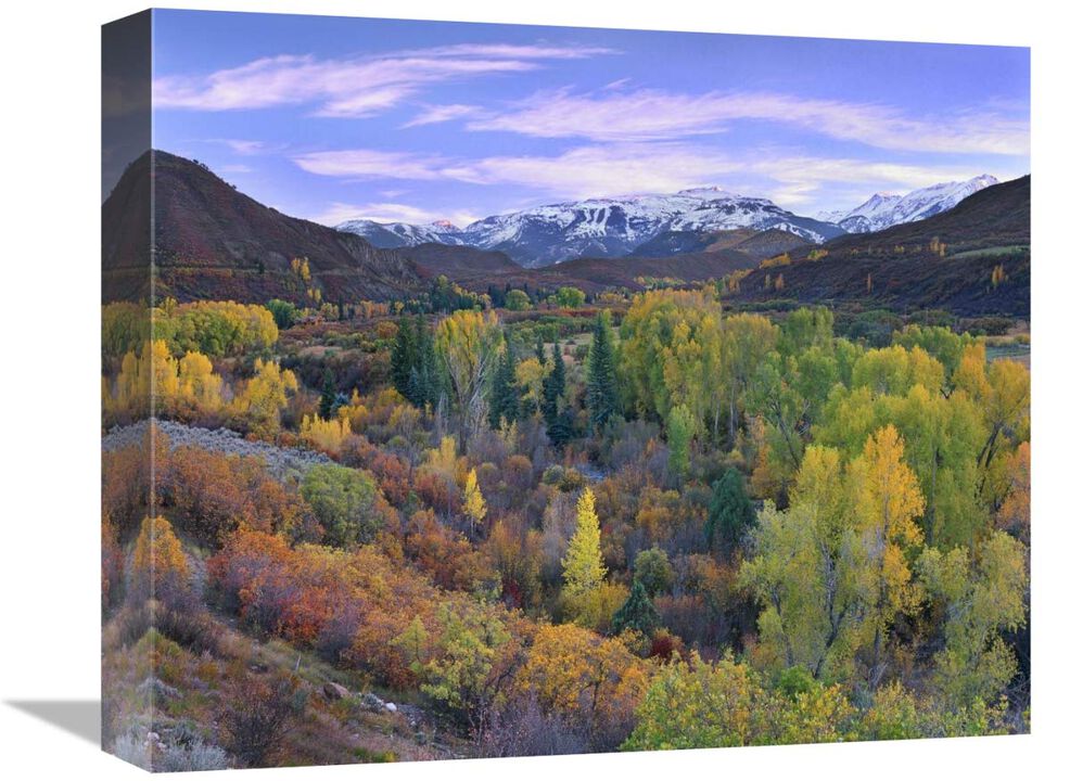 Quaking Aspen forest in autumn, Snowmass Mountain near Quaking Aspen, Colorado-Canvas Art-16x13.28