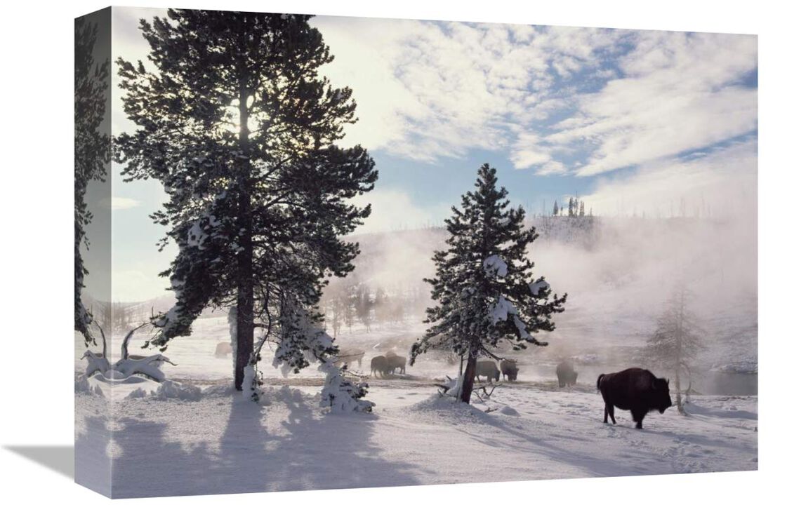 American Bison in winter, Yellowstone National Park, Wyoming-Canvas Art-16x12
