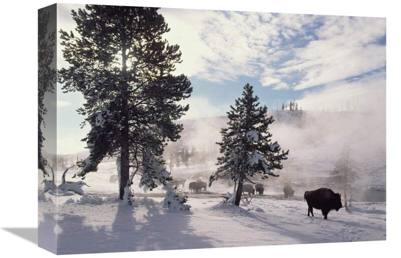 American Bison in winter, Yellowstone National Park, Wyoming-Canvas Art-16x12