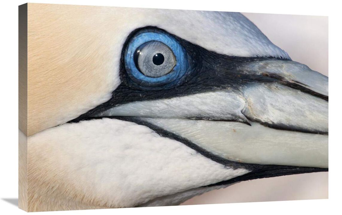 Northern Gannet profile, Saltee Islands, Ireland-Canvas Art-30x20