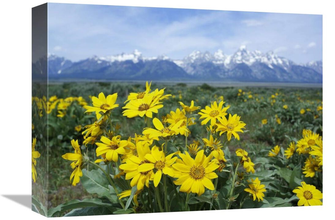 Balsamroot Sunflower patch, Grand Teton National Park, Wyoming-Canvas Art-16x12