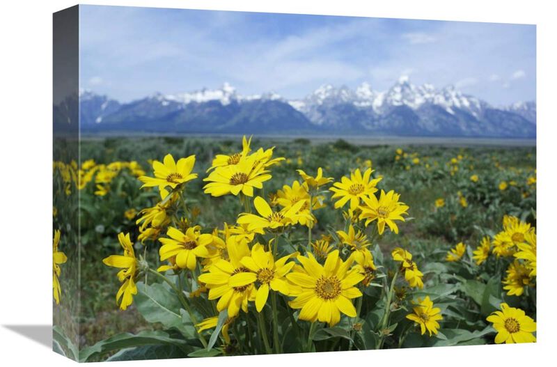 Balsamroot Sunflower patch, Grand Teton National Park, Wyoming-Canvas Art-16x12