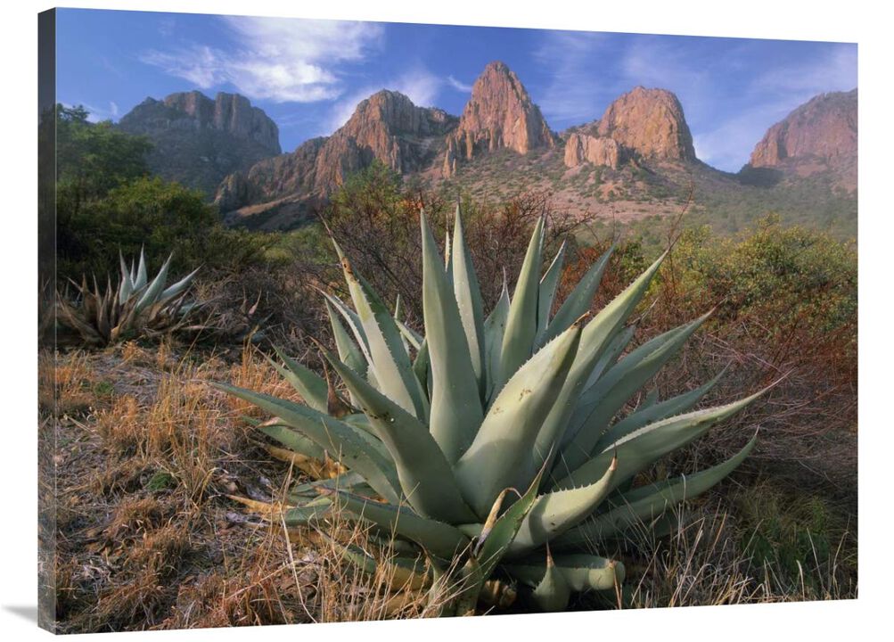 Chisos Agave and the Chisos Mountains, Big Bend National Park, Texas-Canvas Art-40x30