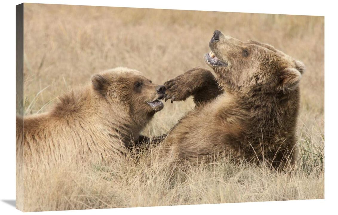 Grizzly Bear mother and cub playing, Katmai National Park, Alaska-Canvas Art-36x24
