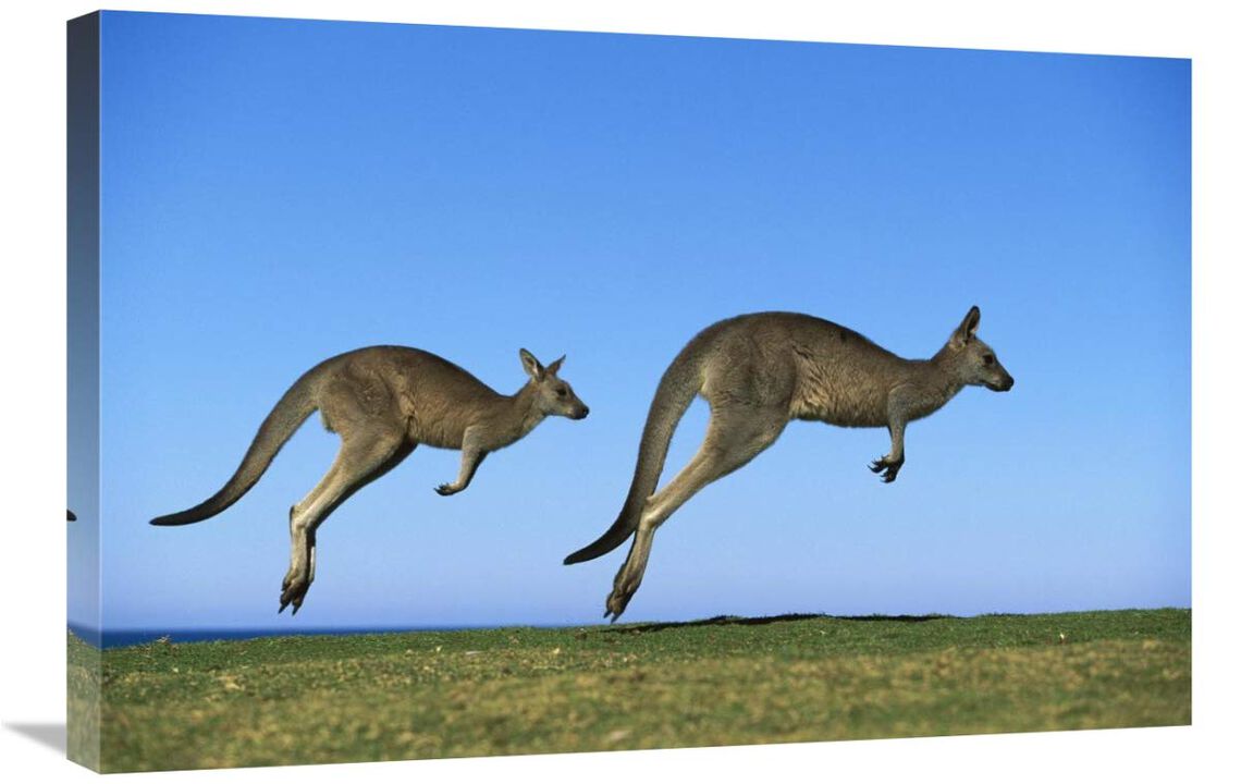 Eastern Grey Kangaroo two adults hopping, Murramarang National Park, New South Wales-Canvas Art-30x20