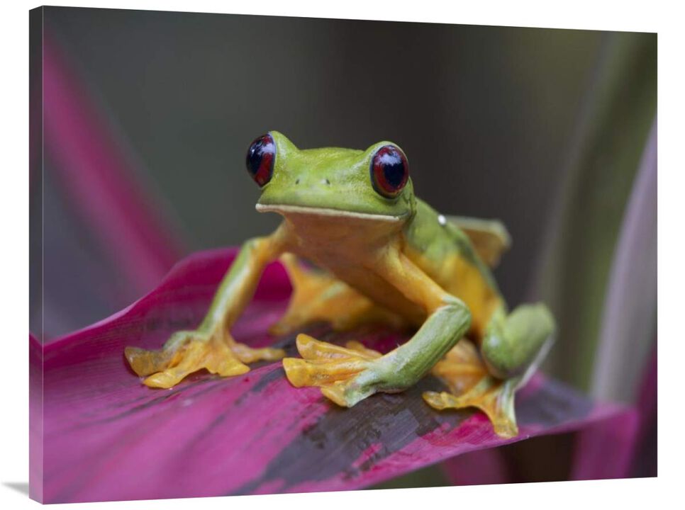 Gliding Leaf Frog portrait, Costa Rica-Canvas Art-40x30