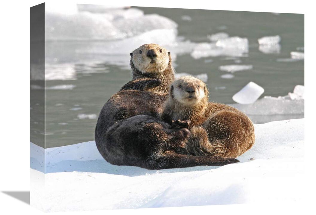 Sea Otter female with pup on ice floe, Prince William Sound, Alaska-Canvas Art-16x12