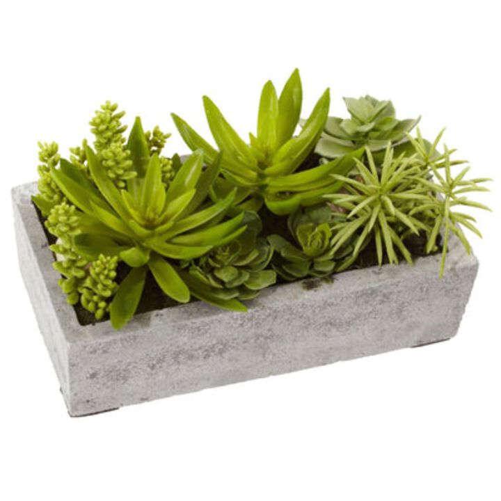 Hivvago Succulent Garden w/Concrete Planter
