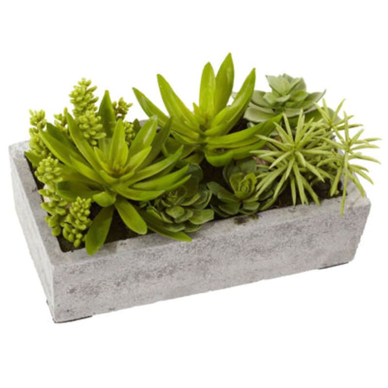 Hivvago Succulent Garden w/Concrete Planter