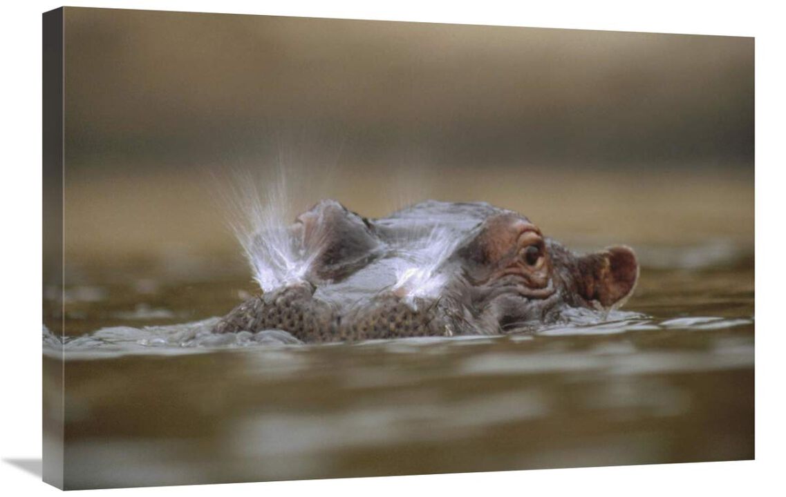 Hippopotamus breathing at water surface, Kenya-Canvas Art-30x20