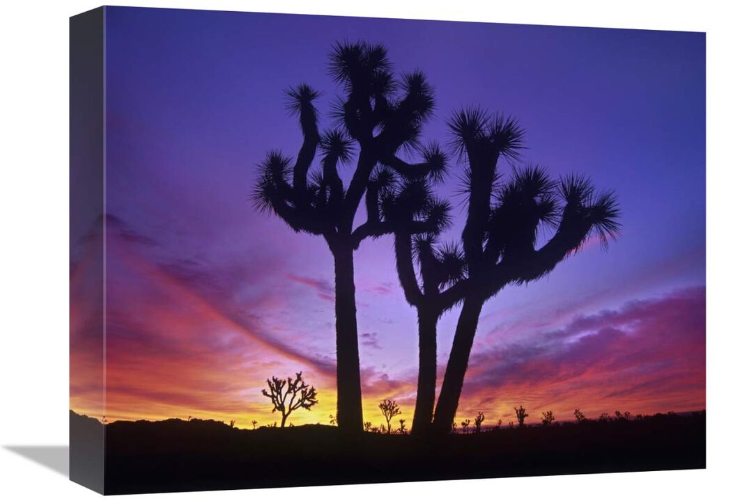 Joshua Trees at sunrise near Quail Springs, Joshua Tree National Park, California-Canvas Art-16x12