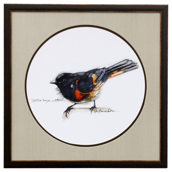 Songbird Study IV