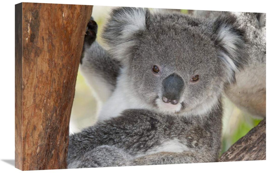 Koala, Victoria, Australia-Canvas Art-30x20