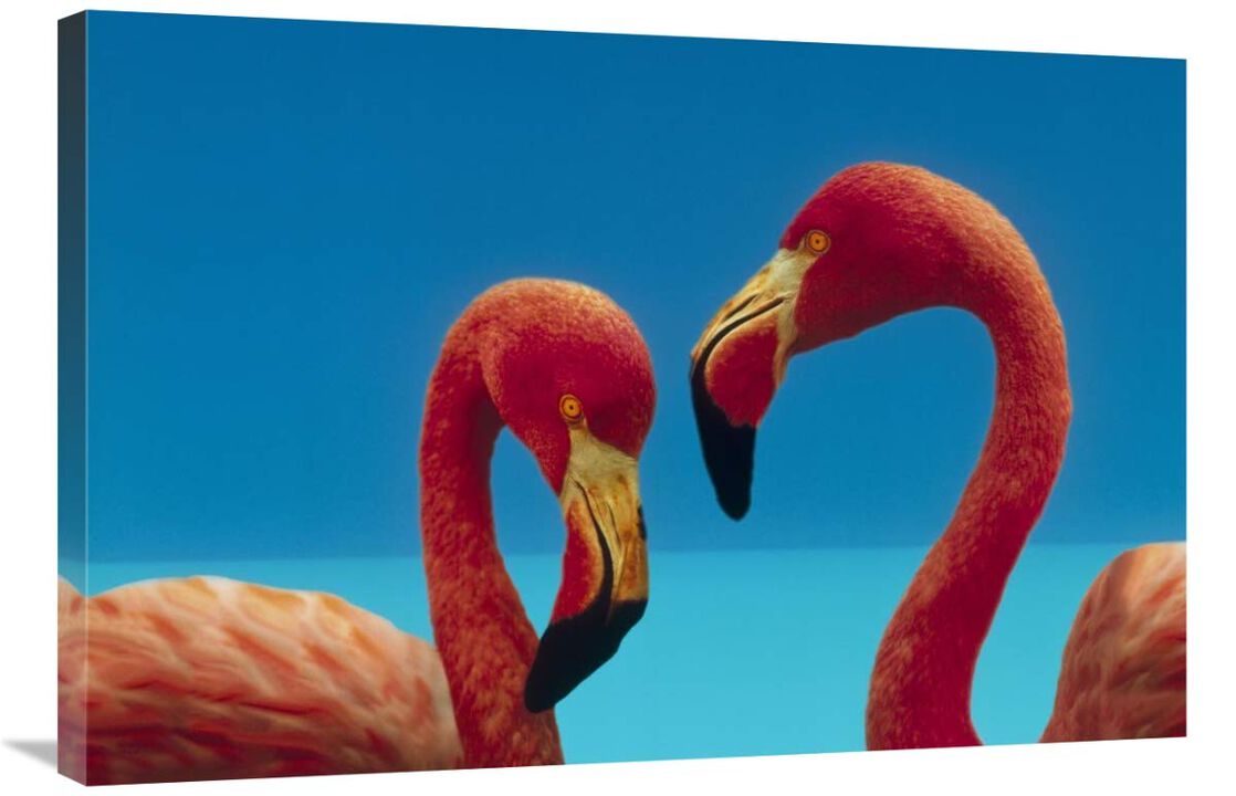 Greater Flamingo courting pair, Caribbean species-Canvas Art-36x24