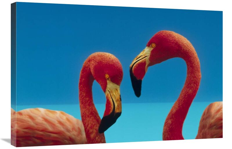 Greater Flamingo courting pair, Caribbean species-Canvas Art-36x24