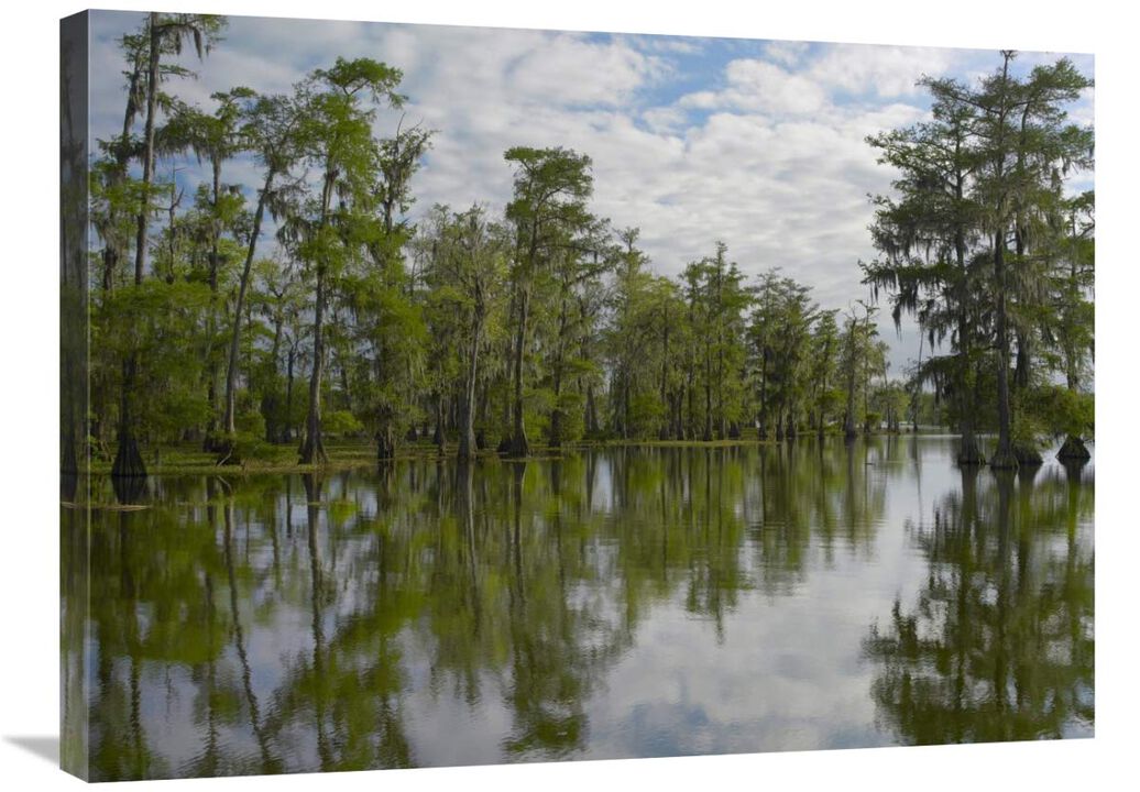 Bald Cypress swamp, Cypress Island, Lake Martin, Louisiana-Canvas Art-32x24