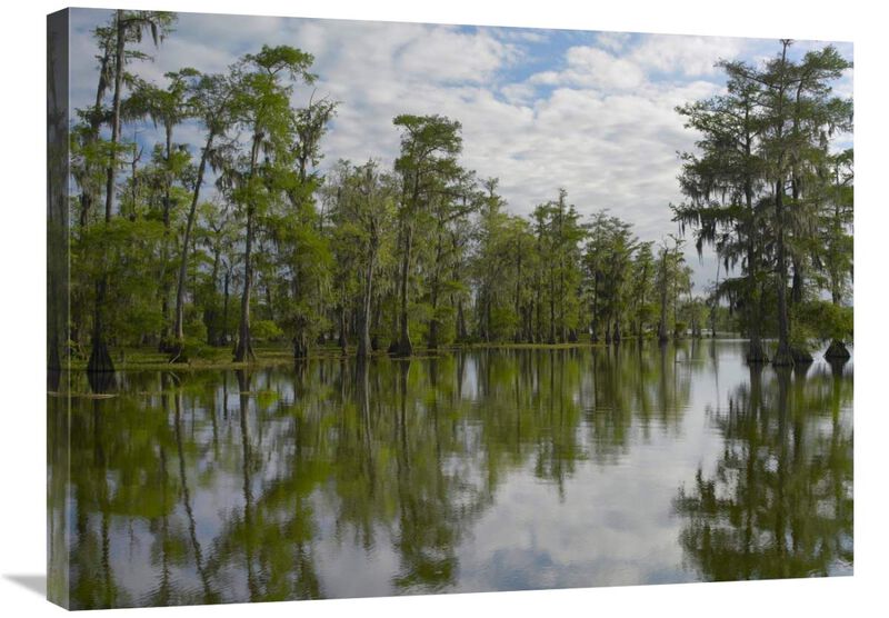 Bald Cypress swamp, Cypress Island, Lake Martin, Louisiana-Canvas Art-32x24
