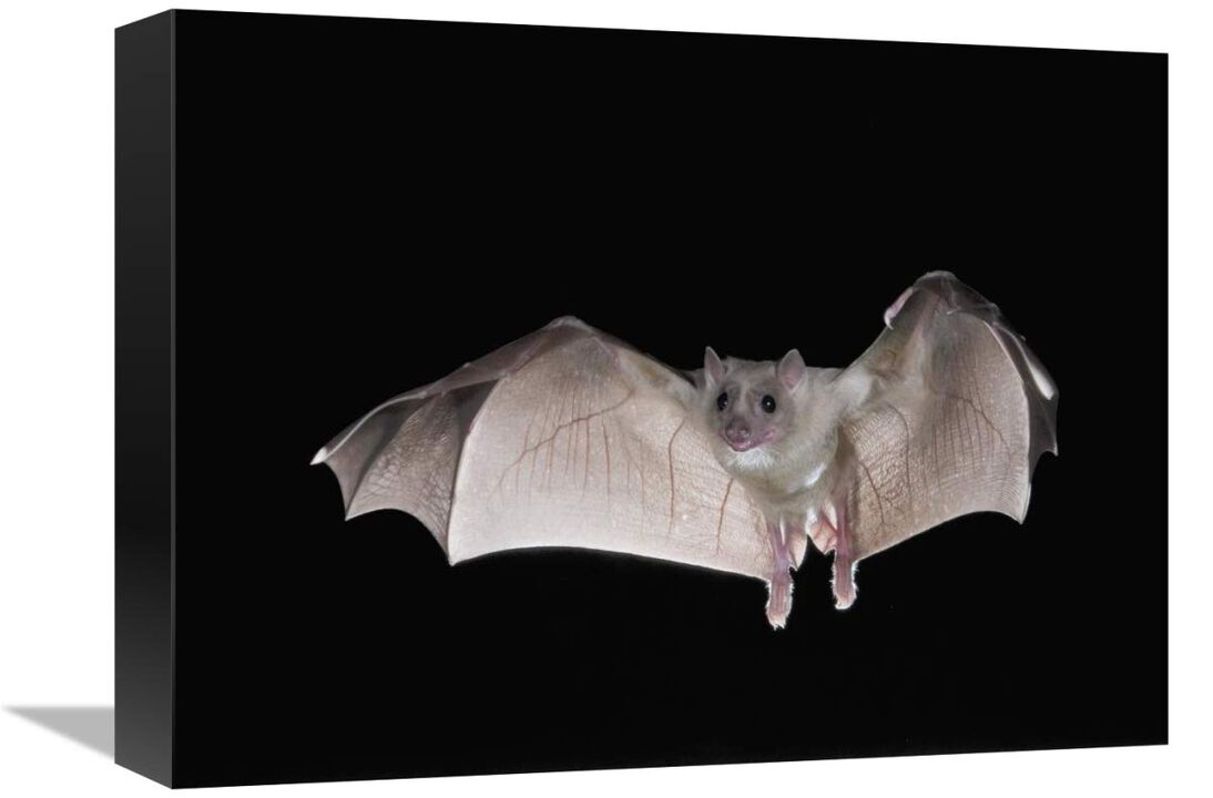 Egyptian Fruit Bat flying, Michigan-Canvas Art-16x12