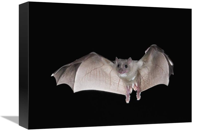 Egyptian Fruit Bat flying, Michigan-Canvas Art-16x12