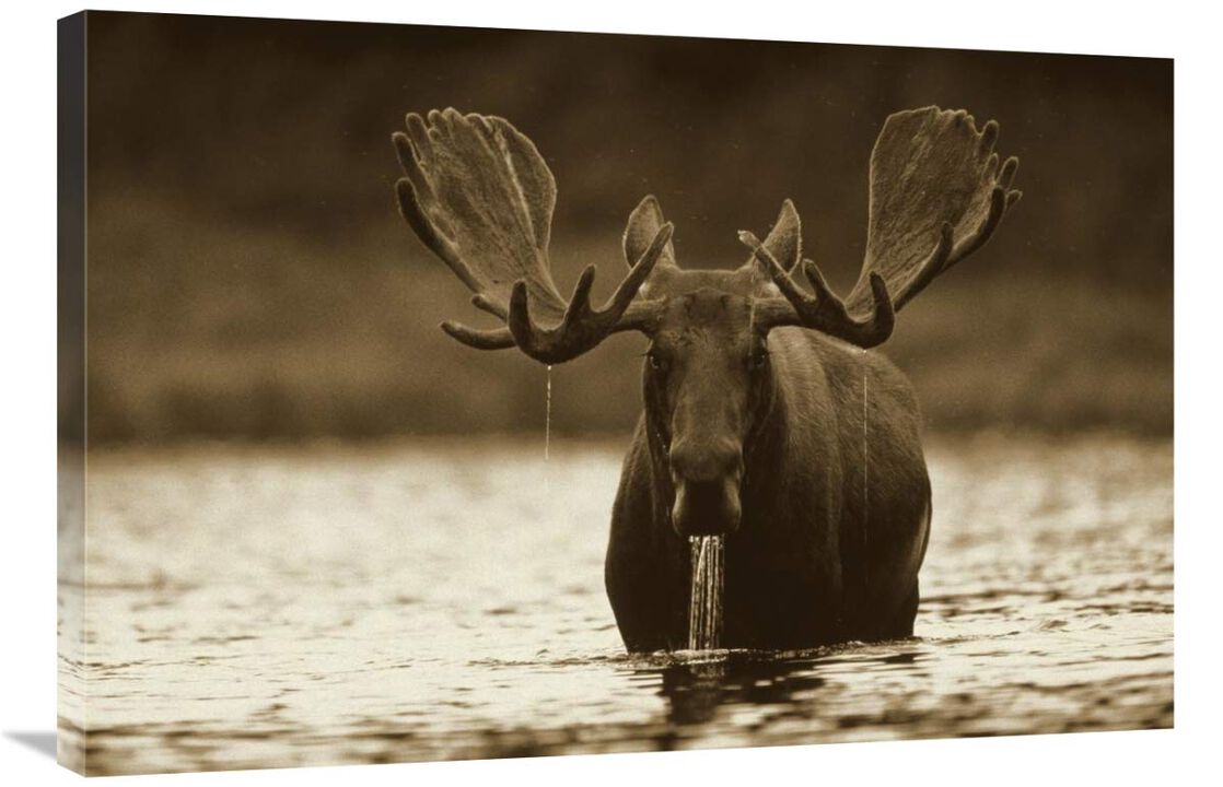 Moose male raising its head while feeding on the bottom of a lake, North America-Canvas Art-36x24