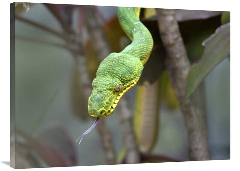Emerald Tree Boa in tree, Costa Rica-Canvas Art-40x30