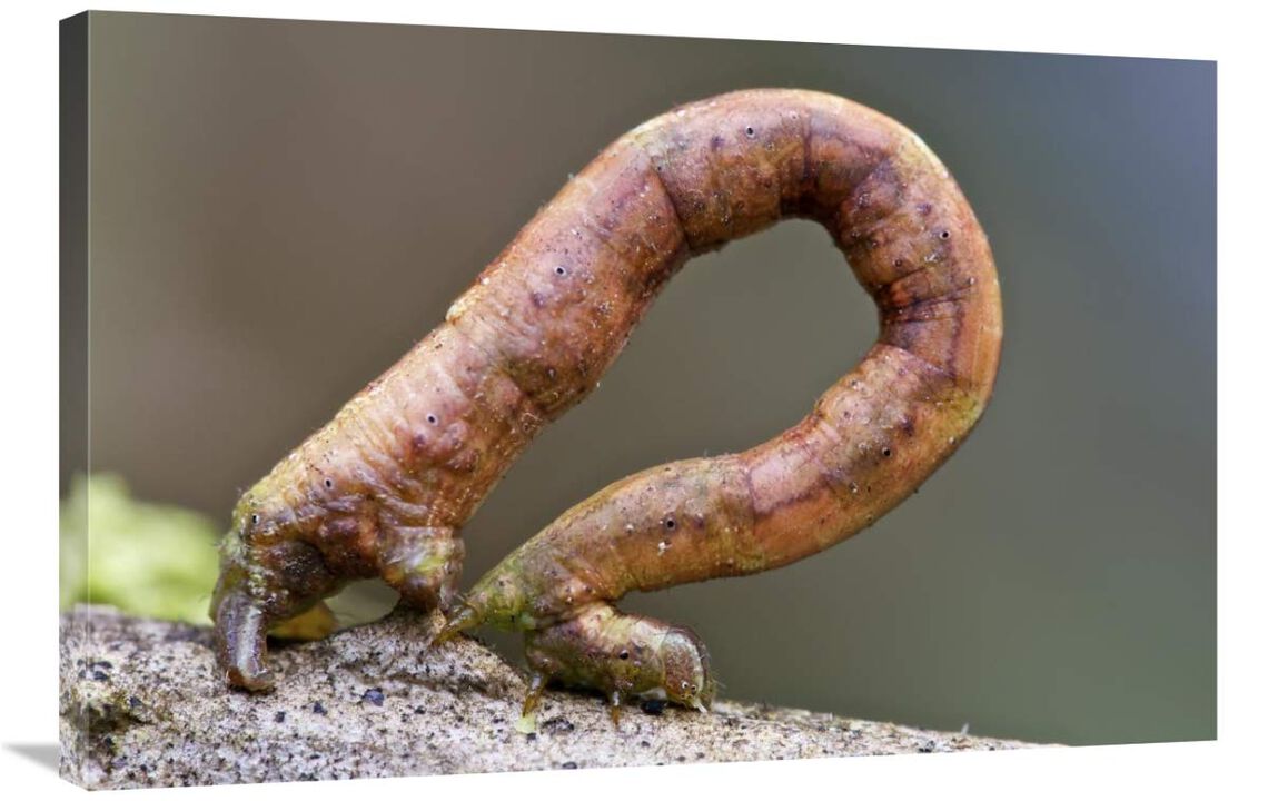 Looper Moth caterpillar crawling, Mindo, western slope of Andes, Ecuador-Canvas Art-36x24