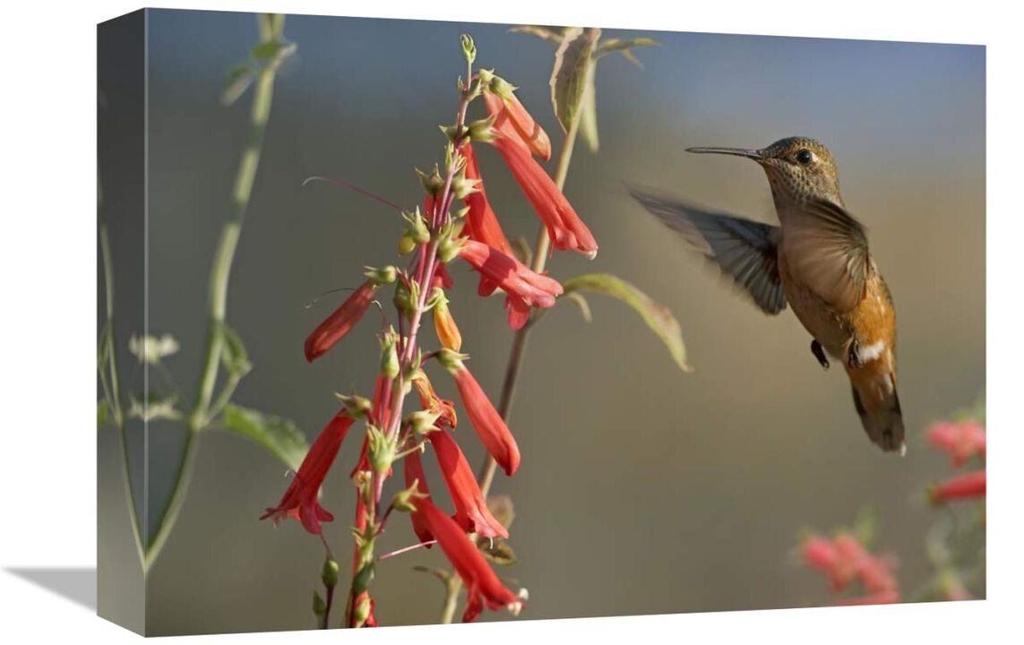 Broad-tailed Hummingbird feeding on flower nectar, Santa Fe, New Mexico-Canvas Art-16x12