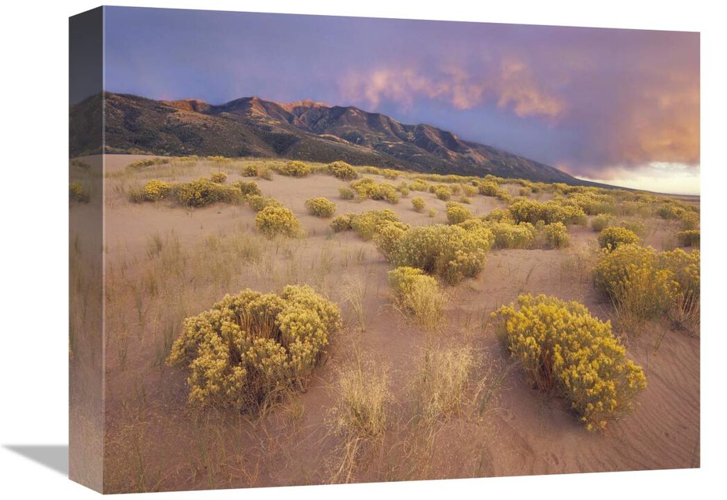 Sagewort on sand dune, Sangre de Cristo Mountains, Great Sand Dunes National Monument, Colorado-Canvas Art-16x12