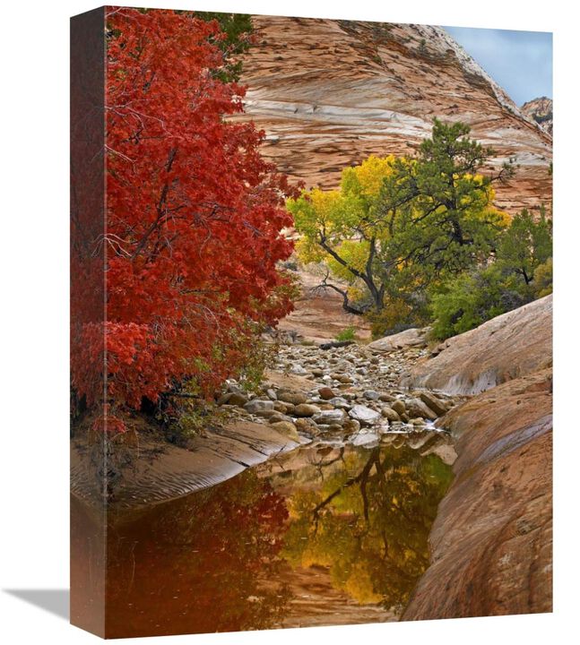 Maple and Cottonwood autumn foliage, Zion National Park, Utah-Canvas Art-12x16