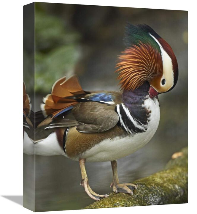 Mandarin Duck male preening, Jurong Bird Park, Singapore-Canvas Art-12x16